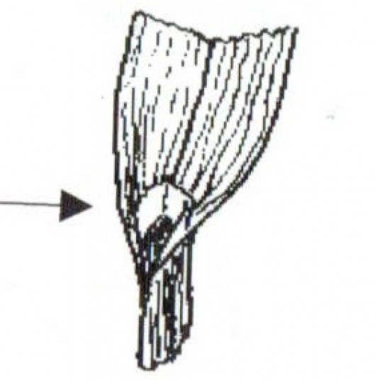 cocksfoot2.529x0